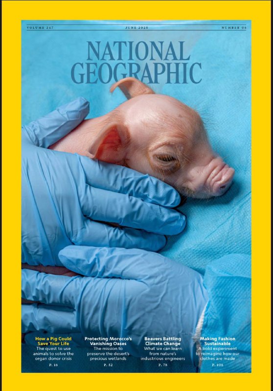 National Geographic-06.2025⚠️生物科技公司eGenesis通过基因编辑技术改造猪的基因，解决人类器官短缺问题；海狸通过筑坝蓄水，提升生态系统抗旱、防火能力；撒哈拉沙漠扩张导致摩洛哥绿洲萎缩，地下水位下降、土壤盐渍化威胁农业....📌Download                #国家地理