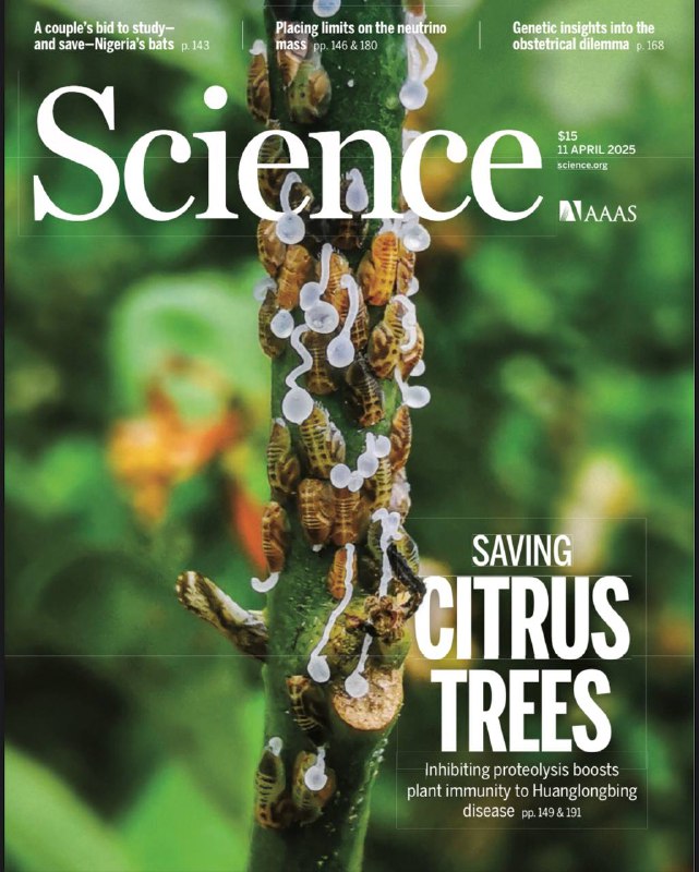 Science-11.04.2025⚠️尼日利亚生物学家Obitte和Tanshi研究该国蝙蝠多样性，发现多个新物种；KATRIN实验通过氚β衰变测量中微子质量，将上限缩小至0.45eV；研究发现野生柑橘植物对黄龙病有天然防御机制；人工智能助力蛋白质测序，新系统可识别未知蛋白质....📌Download                  #科学