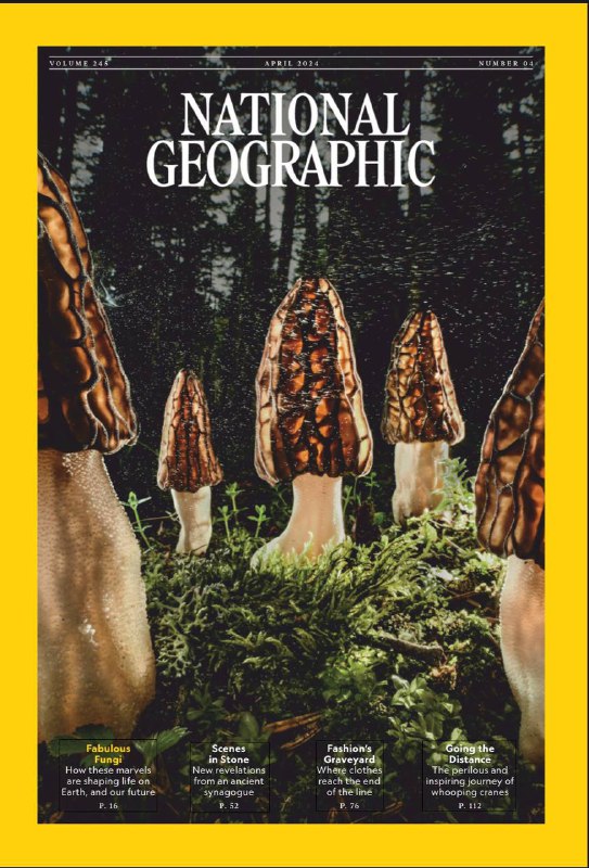 National Geograph-03.2024⚠️真菌在生态系统中具有关键作用，与植物形成共生关系，对维持生态平衡意义重大；在以色列加利利地区的胡霍克，考古学家发现了一座距今约1600年的犹太会堂遗址；西班牙摄影师Xavi Bou利用高速视频技术，将昆虫的飞行轨迹以艺术化的方式呈现出来，旨在提高人们对全球昆虫数量减少问题的关注；时尚产业的环保问题与应对措施；随着新的恐龙化石不断被发现和研究技术的创新，人们对恐龙的认知持续演变....📌Download                #国家地理