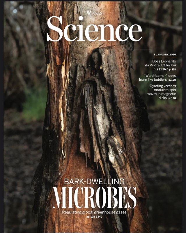 Science-01.8.2026⚠️ 树皮中的微生物可处理甲烷、氢气、一氧化碳等温室气体，全球树皮表面积达约1.43亿平方公里，与陆地面积相当，是全球微量气体循环的重要组成部分；灵长类面部动作由皮层网络调控，存在“动态-稳定”编码梯度，确保社交场景下面部表情的清晰传递；胶质前体细胞是IDH突变胶质瘤的起源细胞，这类细胞在肿瘤周围区域仅携带IDH突变，通过小鼠实验验证该细胞群可引发恶性转化….📌Download               #科学