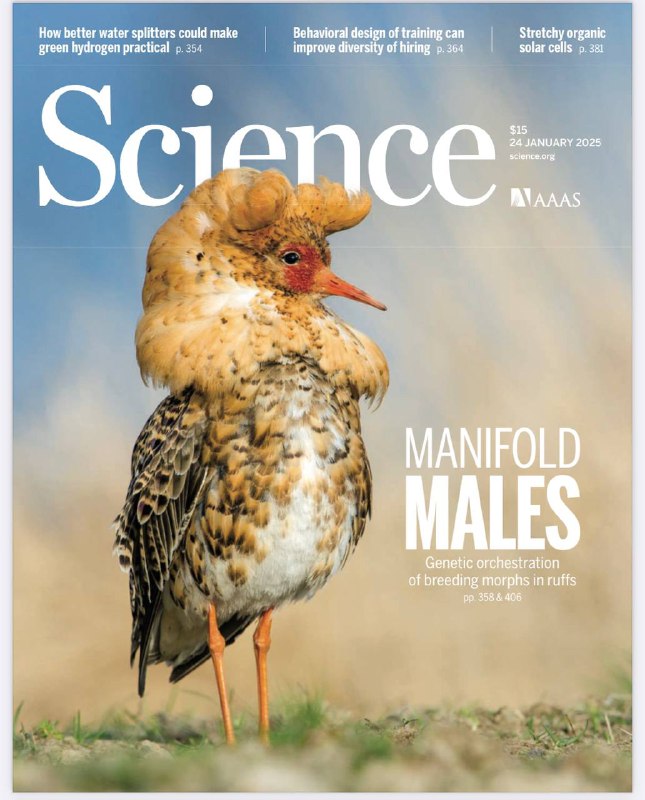 Science-24.01.2025⚠️绿色氢对全球脱碳意义重大，但当前生产规模小、成本高；研究发现流苏鹬雄性交配形态差异与HSD17B2基因有关，该基因影响睾酮代谢，进而影响雄性行为和繁殖策略；开发出可拉伸的有机太阳能电池，通过分子设计提升其机械性能和光电转换效率；私人核聚变公司加快研发进程，部分公司计划推出大型新设备，但实现核聚变商业化仍面临诸多技术挑战....📌Download              #科学